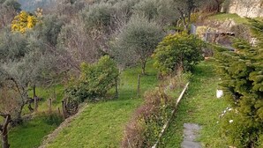 Un vignoble avec des rangées de vignes, un sentier en pierre et une clôture.