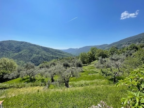منوع