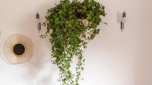 Una habitación con una cama, una planta colgante, una lámpara de pared y un adorno circular en la pared.