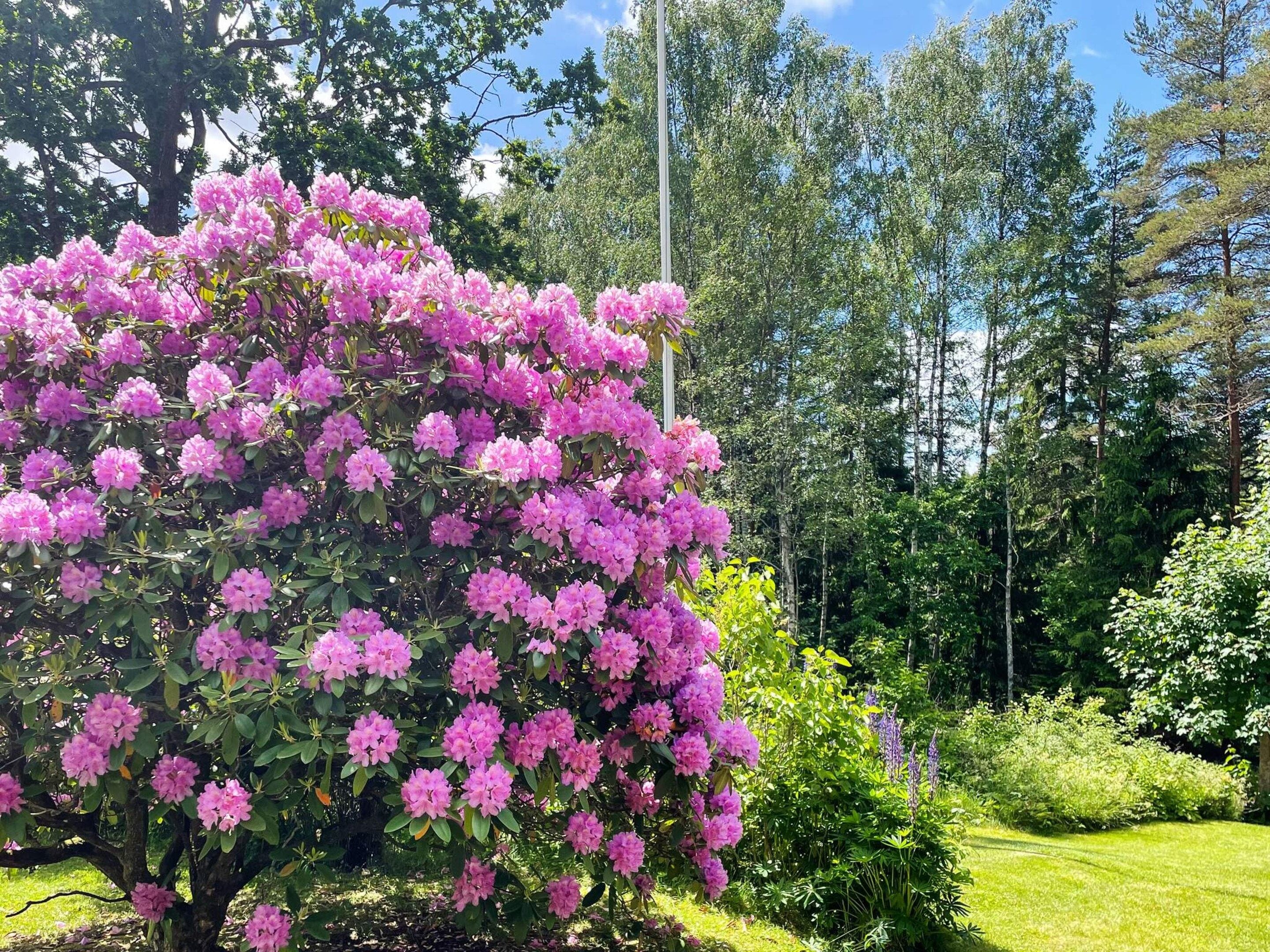 Un jardin agrémenté d’un grand arbuste aux fleurs roses, entouré de diverses autres plantes et arbres.