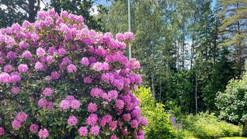 Un jardin agrémenté d’un grand arbuste aux fleurs roses, entouré de diverses autres plantes et arbres.