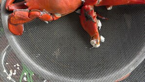 A crab on a mesh surface.