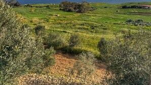 Un paisaje costero con olivares, un muro de piedra y una vista distante del mar y la costa.