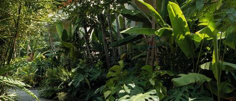 A paved pathway surrounded by lush tropical vegetation, including large-leafed plants and ferns.