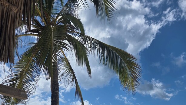 Une plage avec un palmier, un ciel bleu azur et une mer turquoise.
