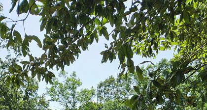 Secluded Private Beautiful Cabin in Mill Spring MO