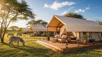 A safari lodge with open-air tents, a wooden deck, and a zebra grazing nearby.
