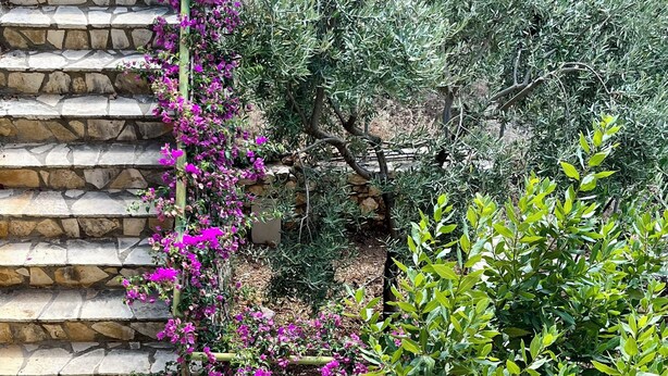 Stone steps leading up to a garden area with green shrubs and purple flowers.