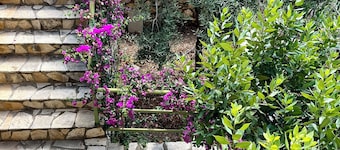 OLIVE Apartment