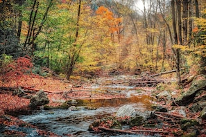 A forest stream with rocks and fallen leaves. - *Spacious 3BD w/ Hot Tub + POOL Access + Jacuzzis* (Sevierville)