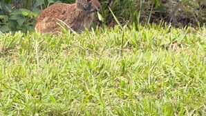 Ein Kaninchen in einer grünen Umgebung mit Bäumen und einem Holzzaun im Hintergrund.