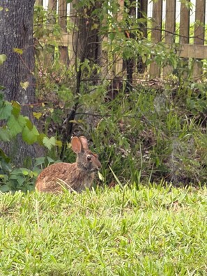 Un conejo en un área con hierba, árboles y una valla de madera al fondo.
