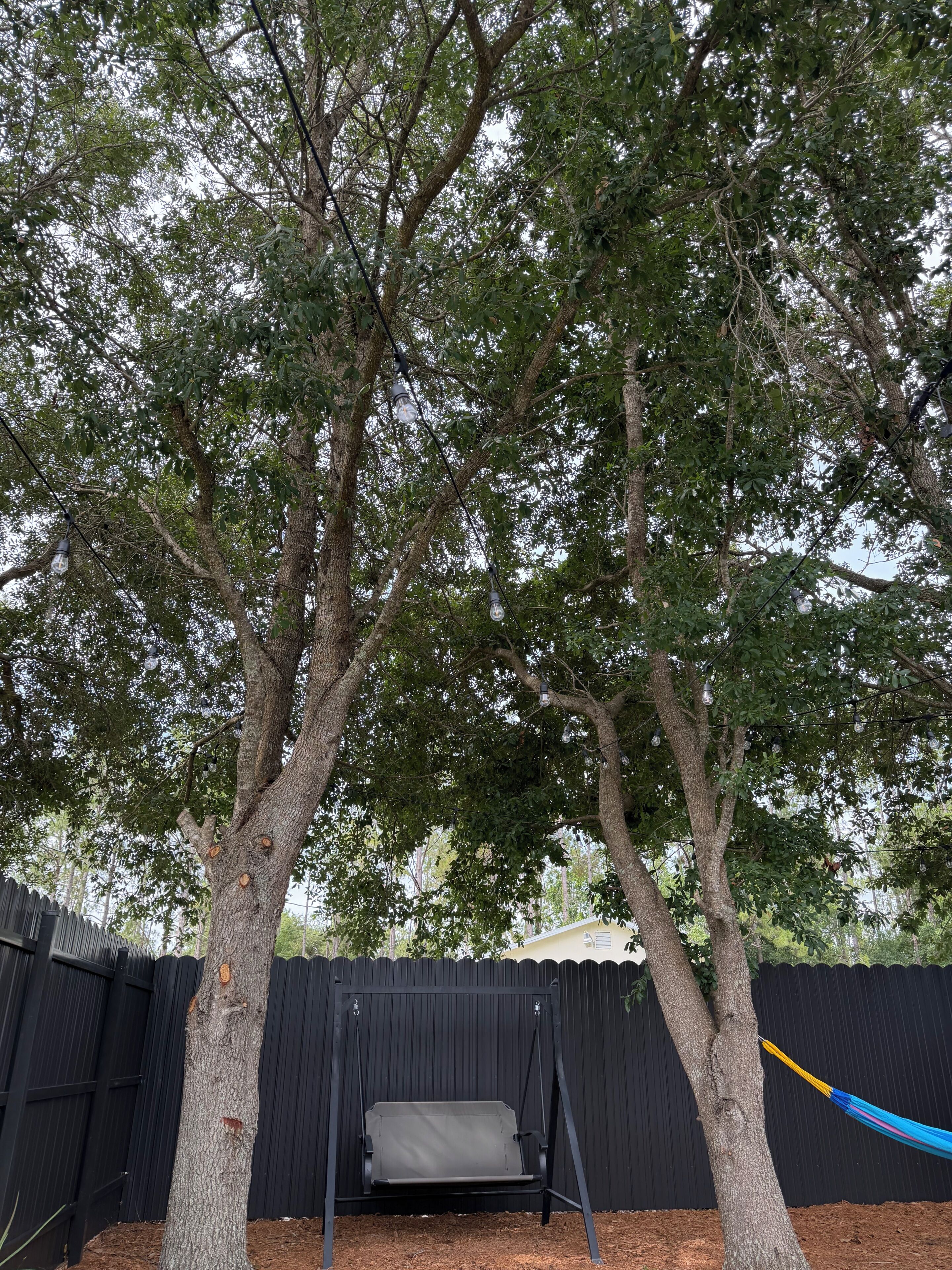 Un jardin avec une balançoire, un hamac et une clôture noire.