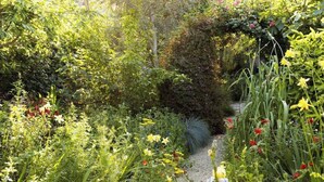 A garden pathway surrounded by dense foliage and various flowering plants.