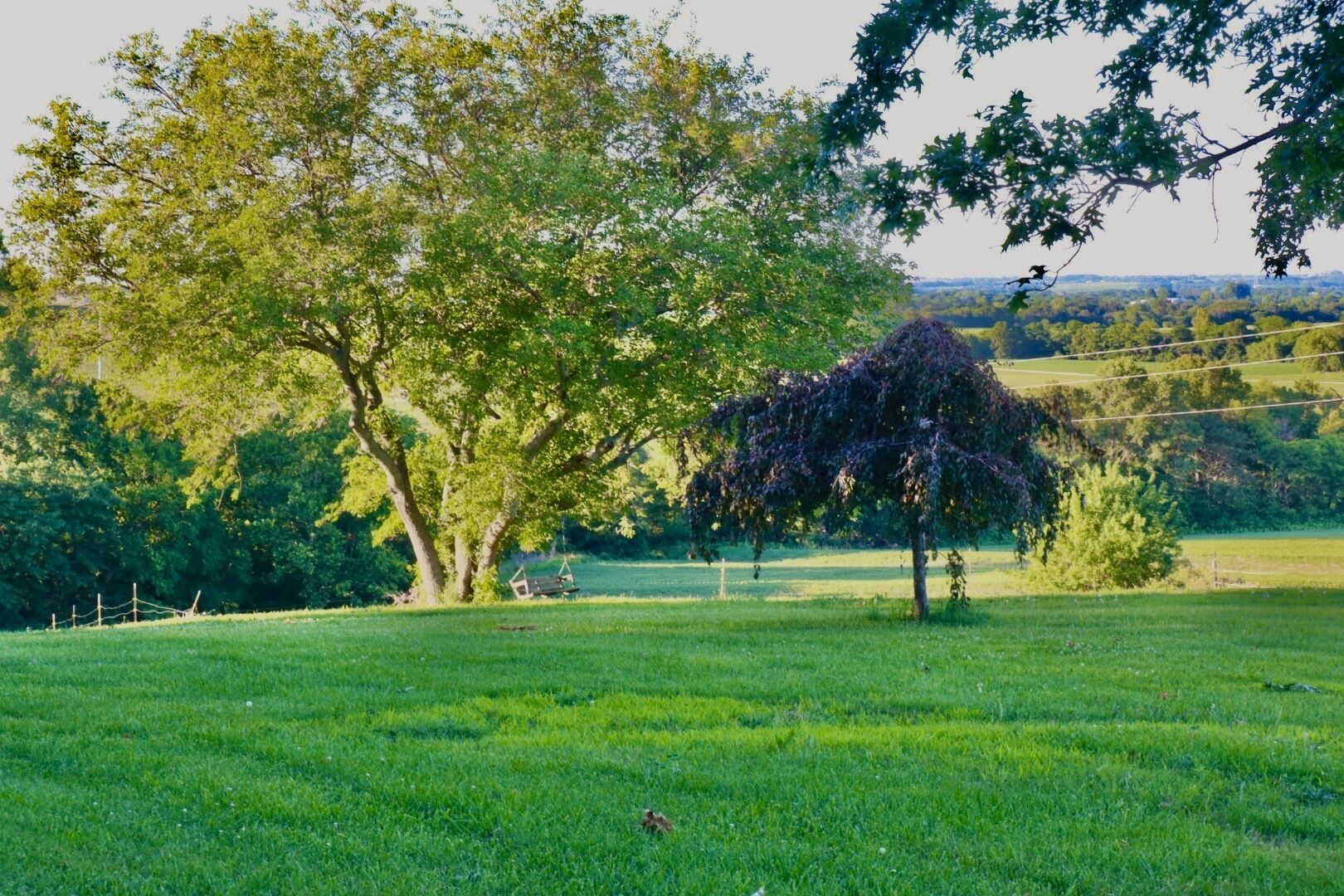 Un campo cubierto de hierba con árboles y un columpio.