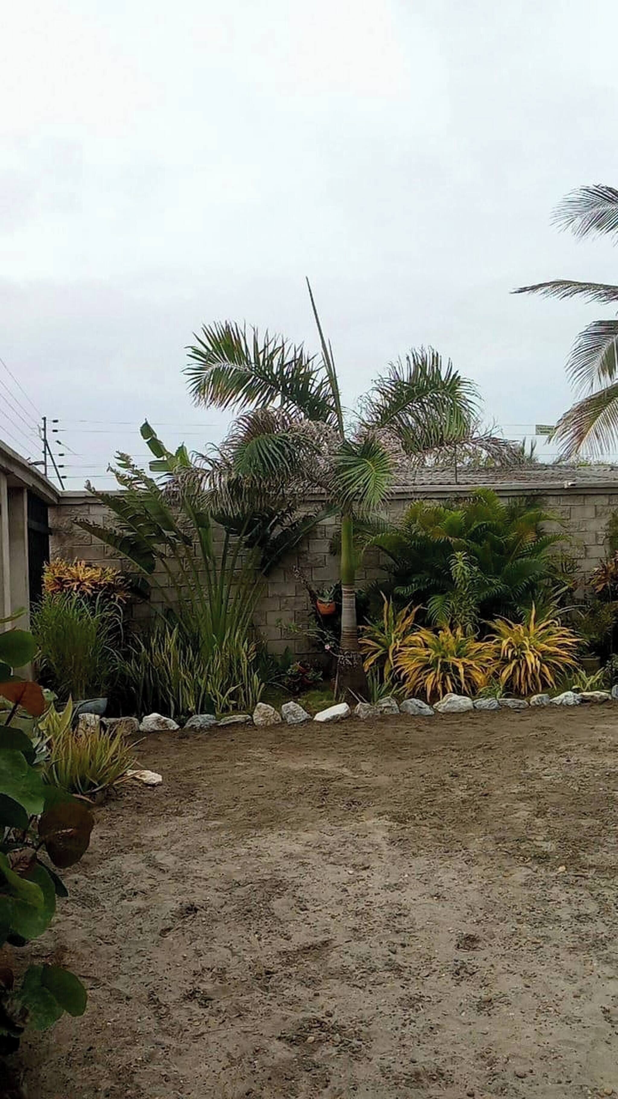 Ein Garten mit Palmen, einer Steinmauer und verschiedenen Pflanzen.