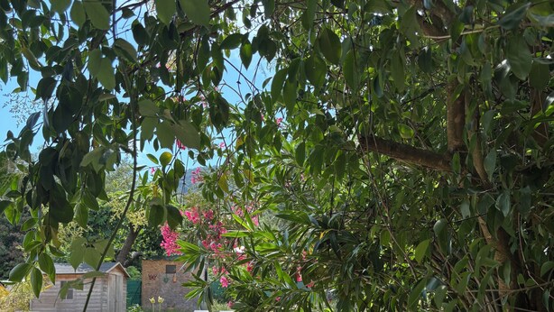 Una piscina envoltada de vegetació i un edifici de pedra al fons.