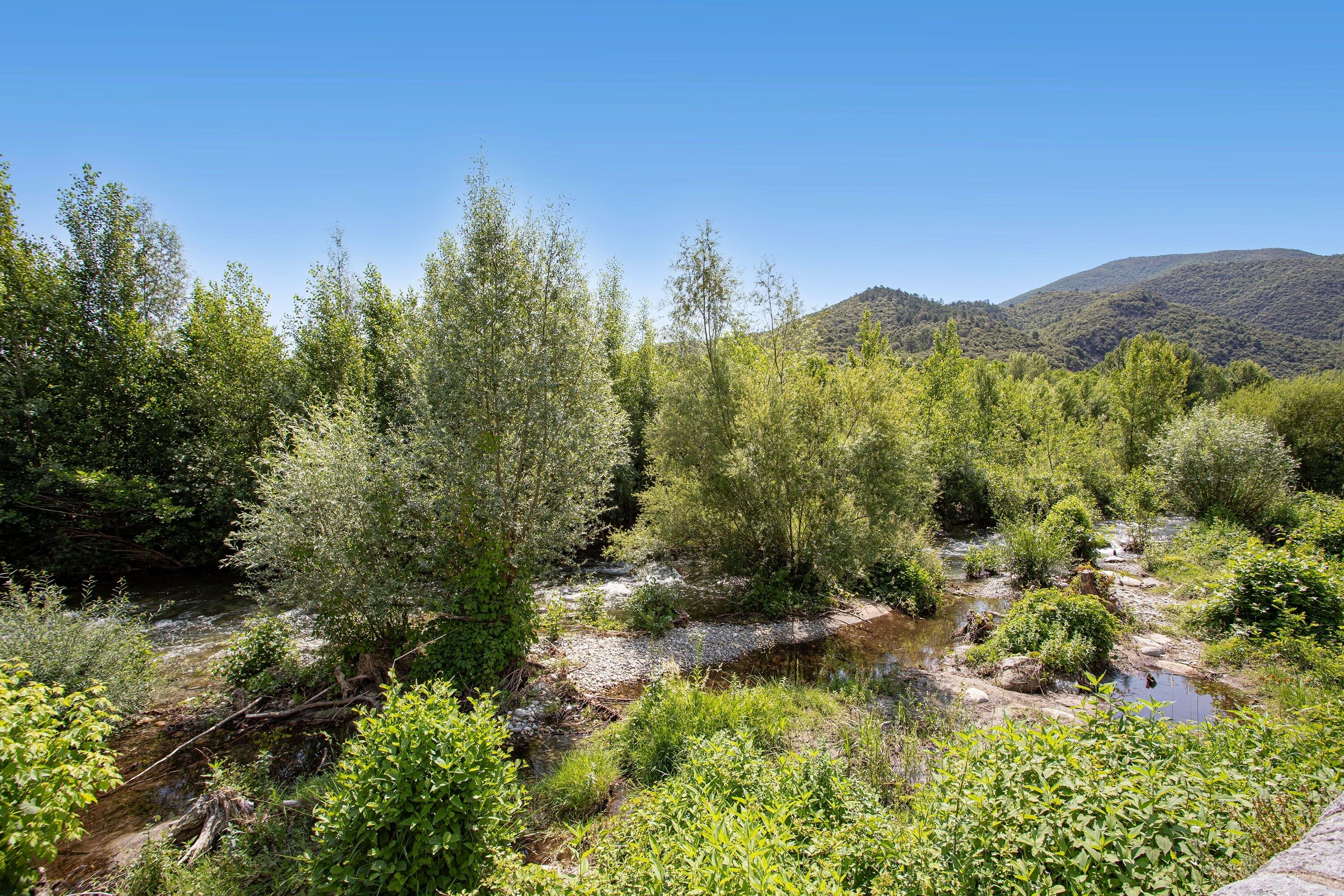 Paisaje natural con un arroyo, abundante vegetación y una colina al fondo.