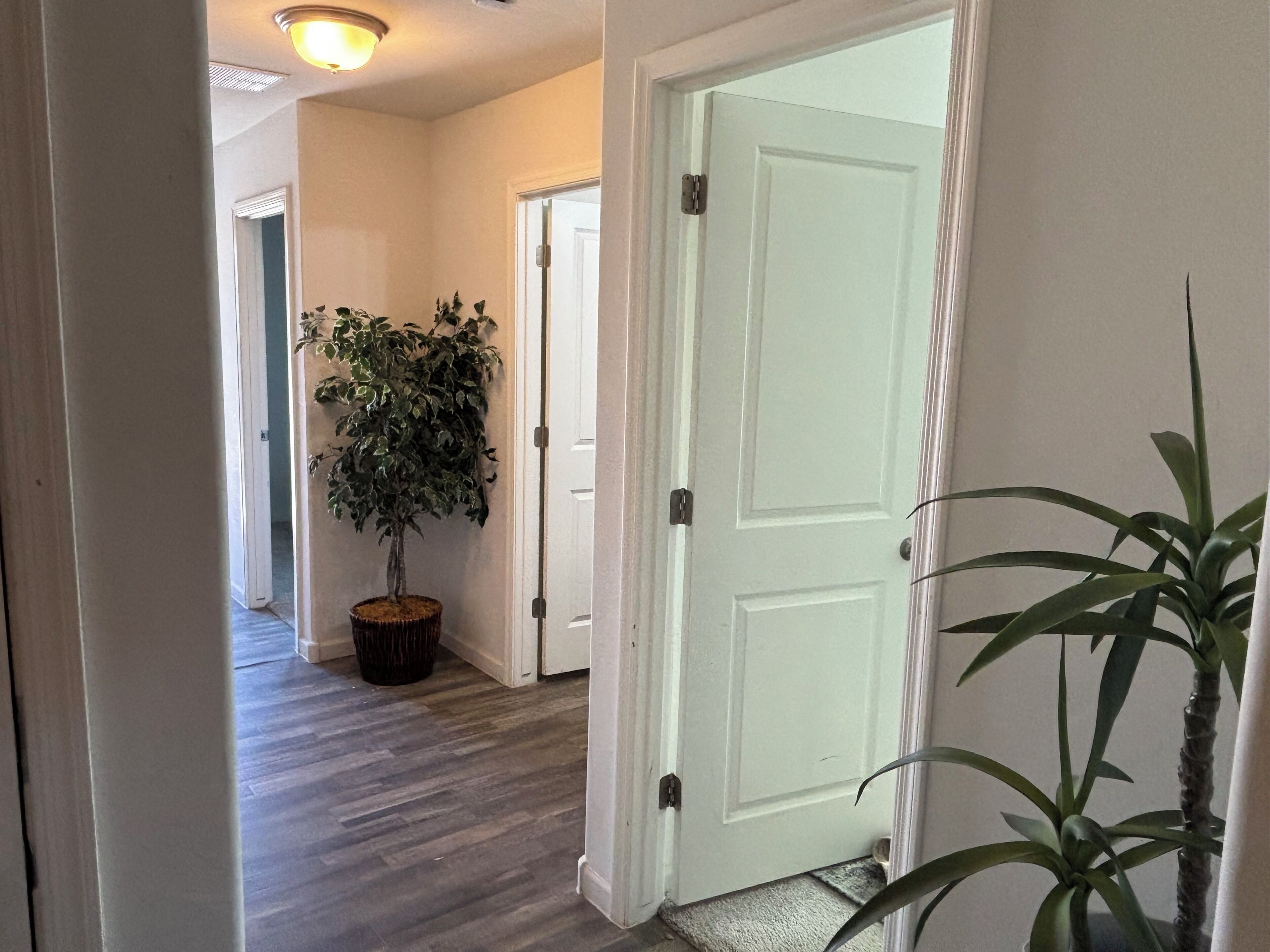 A hallway with a wooden floor, a potted plant, and a white door.