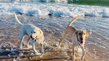 Two dogs on a beach with waves in the background.