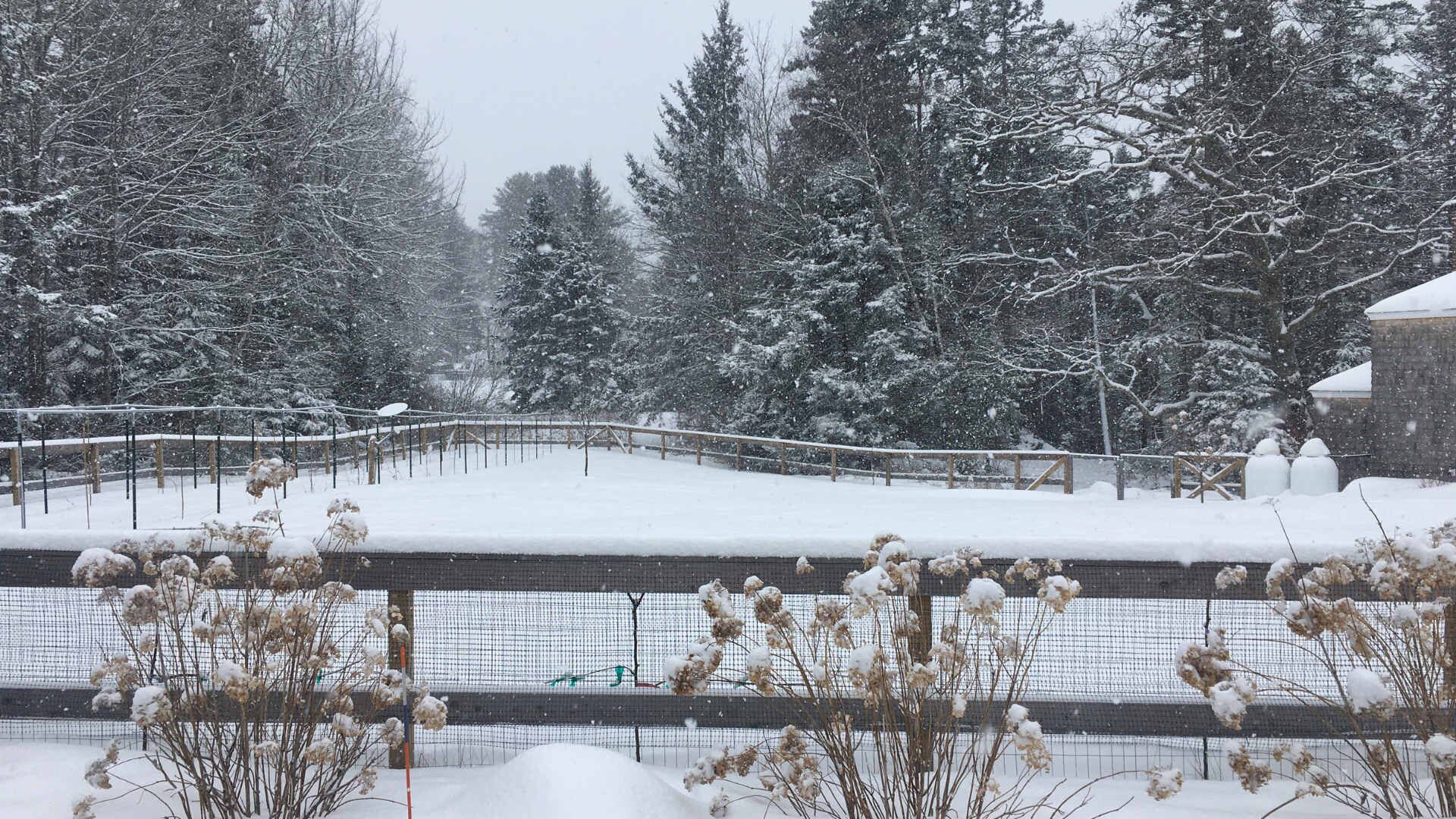 A snow-covered outdoor area with a fence and trees in the background.