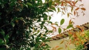 Exterior detail - Luxury glamping with Wi-Fi and a hot tub in Boyacá (Villa de Leyva)