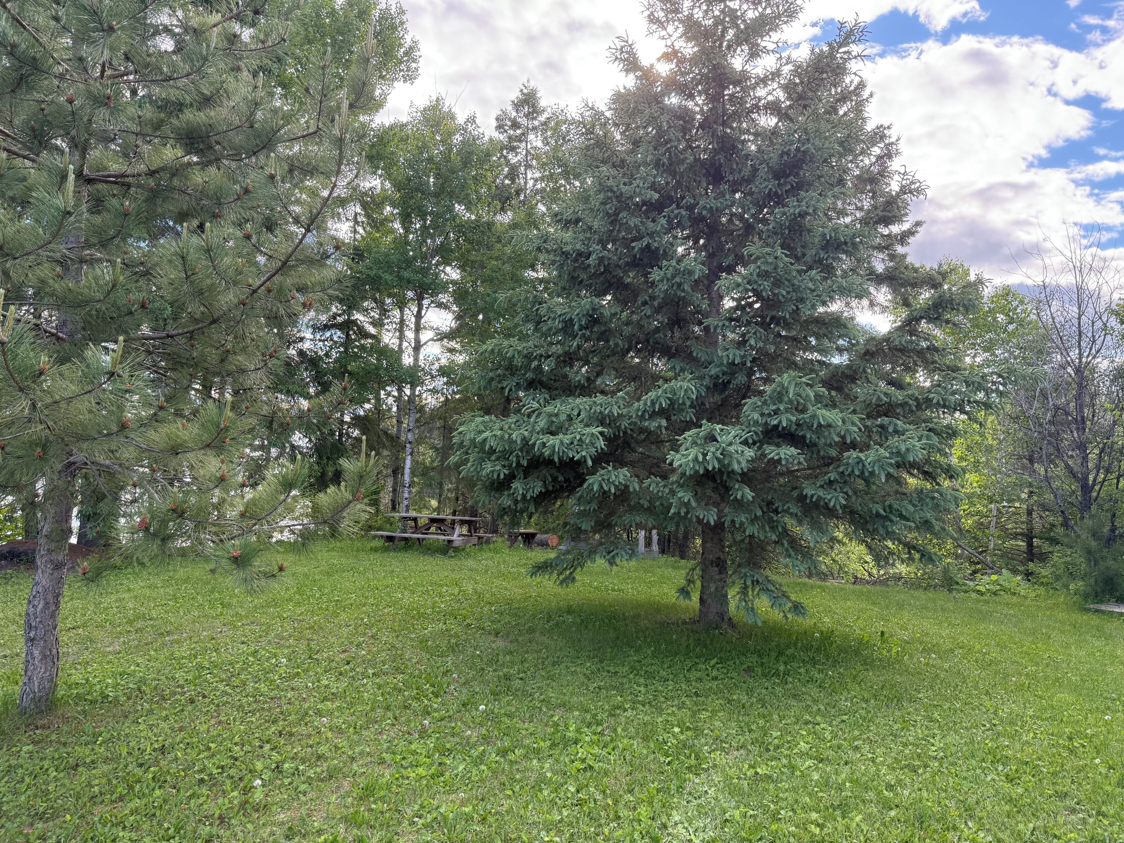 Ein bewaldetes Gebiet mit Picknicktisch und Bänken.