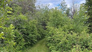 Un sendero estrecho, cubierto de hierba, rodeado de abundante follaje y árboles.
