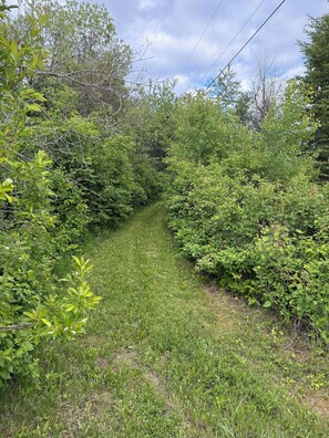 Un sendero estrecho, cubierto de hierba, rodeado de abundante follaje y árboles.