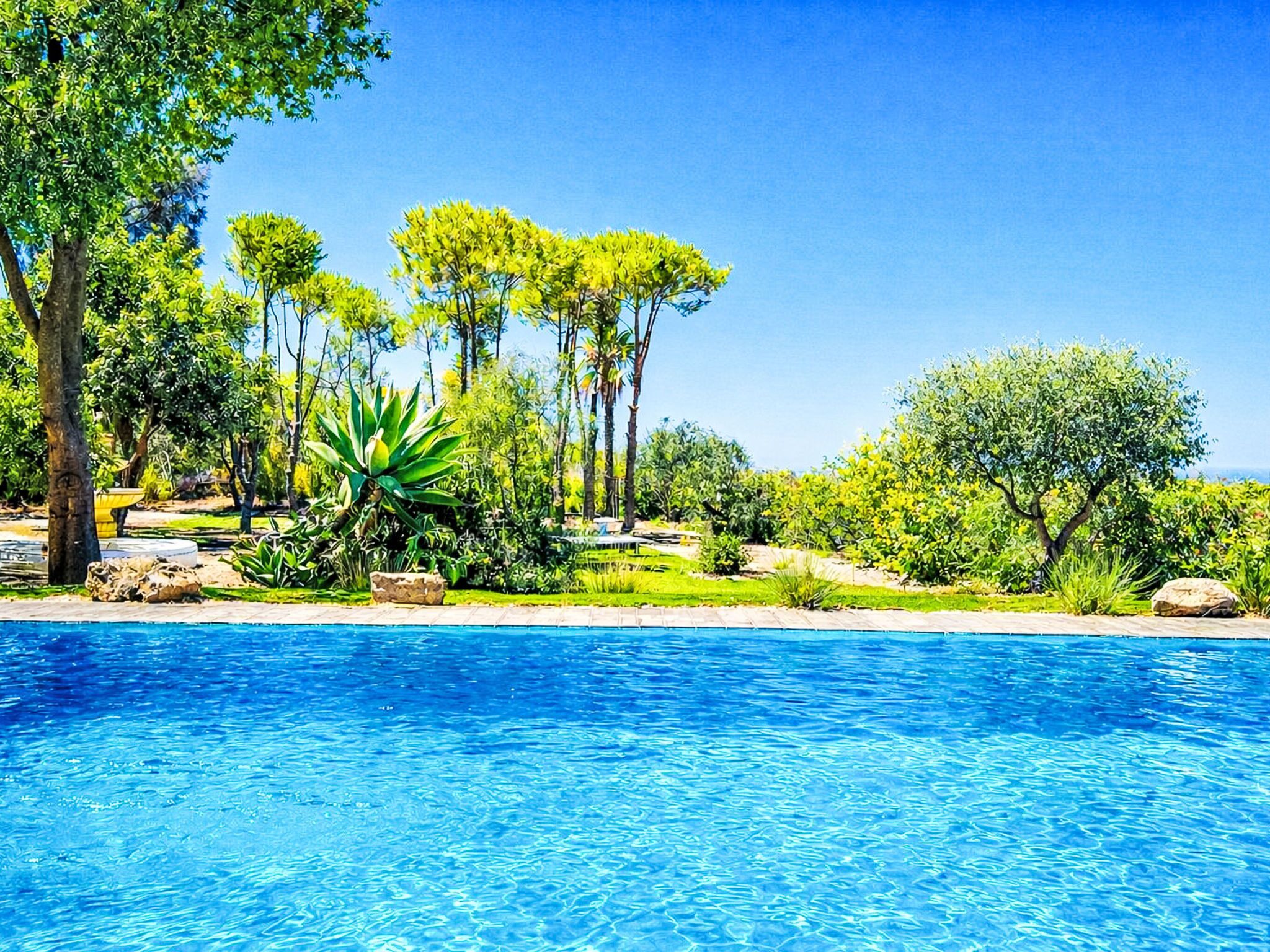 Una piscina rodeada de abundante vegetación y árboles.
