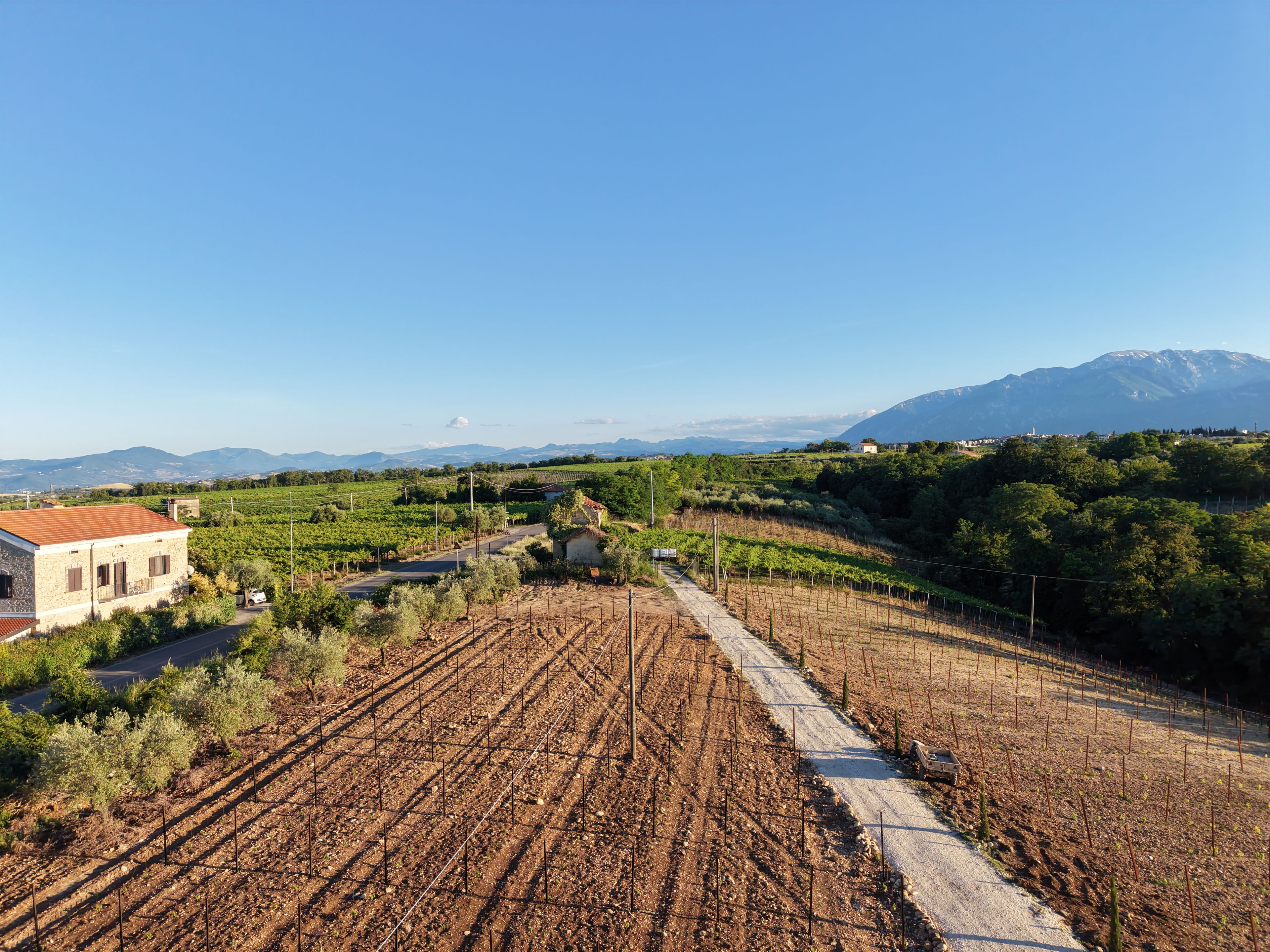 Viñedos con hileras de vides, un edificio de techo rojo y montañas al fondo.