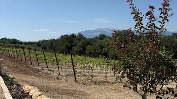 A vineyard with rows of grapevines, a stone pathway, and a large planter with a tree.