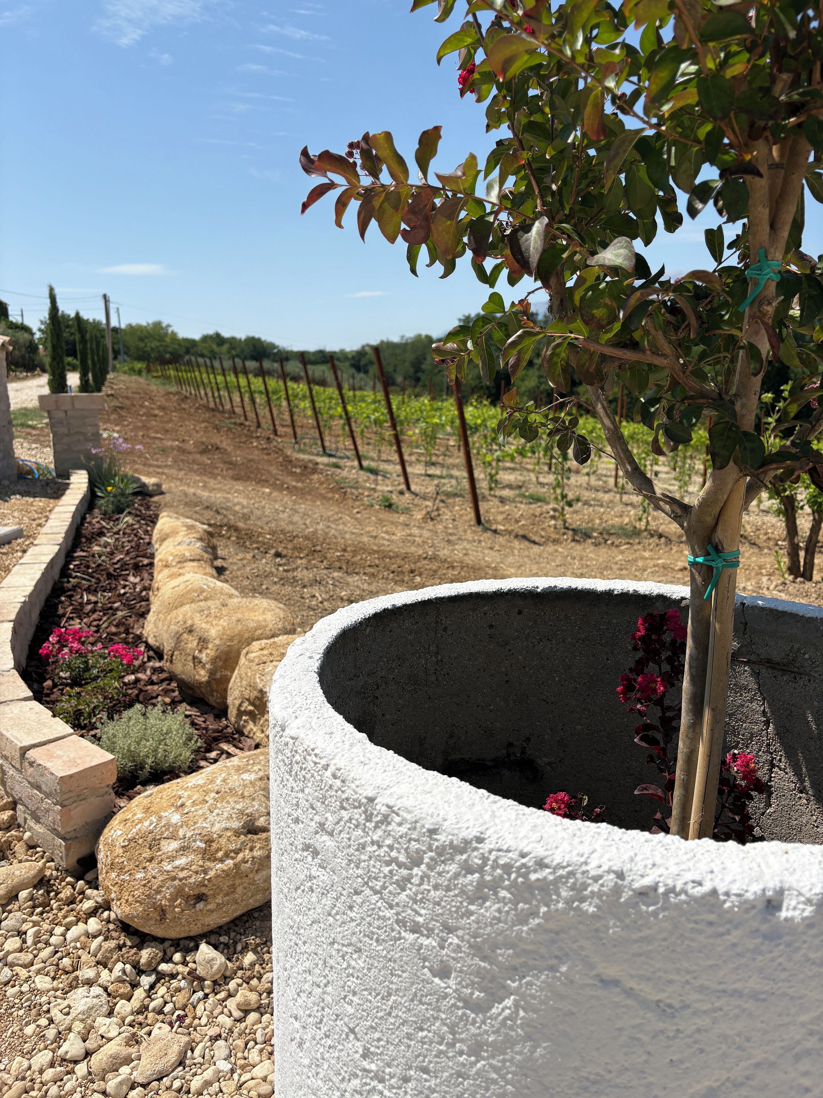 Ein Garten mit einem großen Pflanzgefäß, einem kleinen Baum und einem Weinberg im Hintergrund.