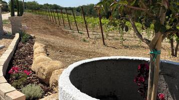 Ein Garten mit einem großen Pflanzgefäß, einem kleinen Baum und einem Weinberg im Hintergrund.