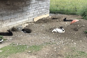 Un espacio al aire libre con cerca, pared de ladrillo, zona de césped y un sendero de tierra.