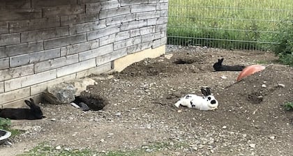 Ferme à Bichlbach avec piscine