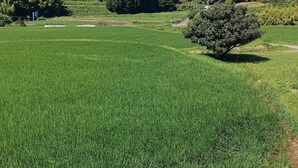 A rural landscape with a field, a tree, and a fence. - guest house mami (Taketa)