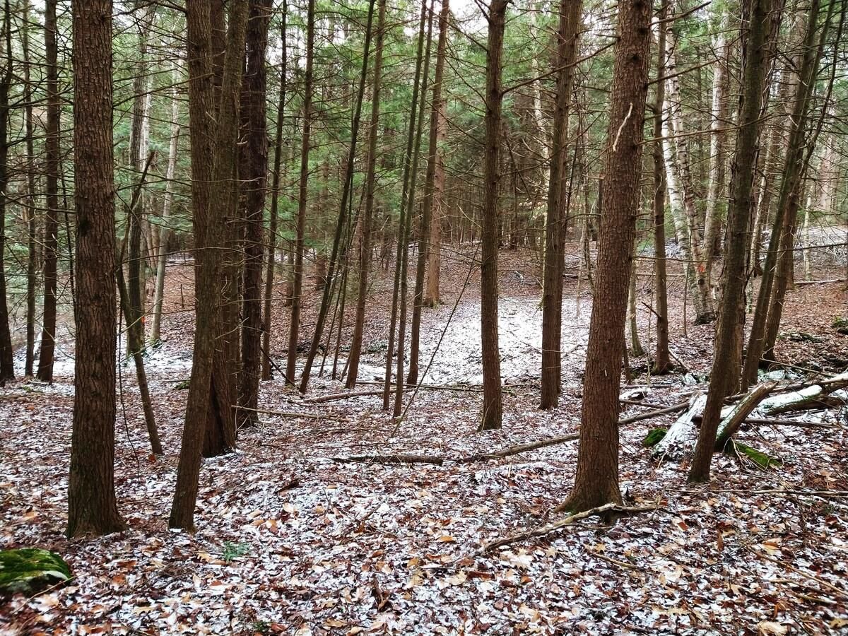 A forest with tall trees and a ground covered in fallen leaves.