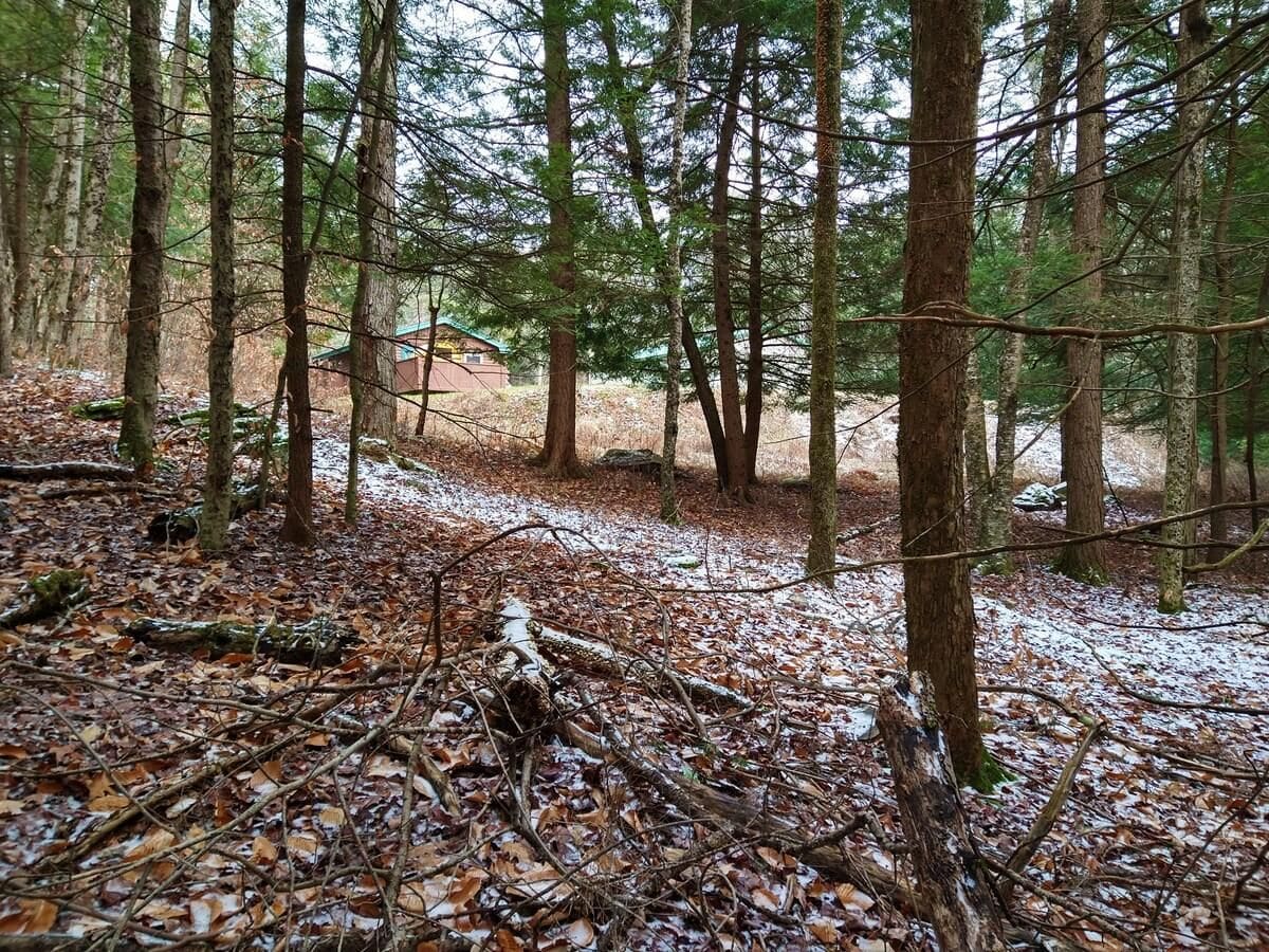 Une zone boisée traversée par un sentier, entourée d’arbres et jonchée de feuilles mortes.