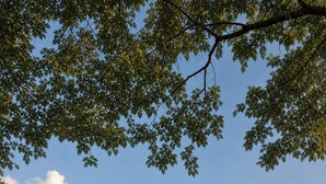 Un grand bâtiment à deux étages, doté d’un toit plat et de nombreux balcons, entouré d’une pelouse et d’arbres.