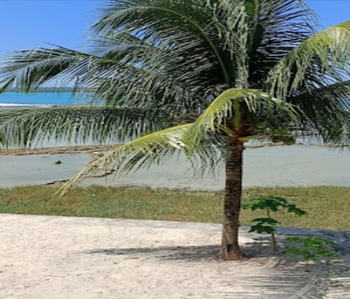 Cozzy  Oichoda Nias Surf Camp