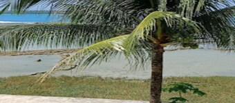 Cozzy  Oichoda Nias Surf Camp