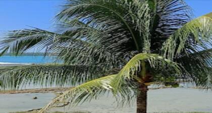 Cozzy Oichoda Nias Surf Camp