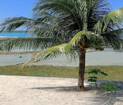 Cozzy Oichoda Nias Surf Camp