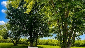 An outdoor seating area with four chairs and a covered table, surrounded by pebbles and greenery. - The Mountain Laurel Cottage Near Wildcat ATV Park. (East Bernstadt)