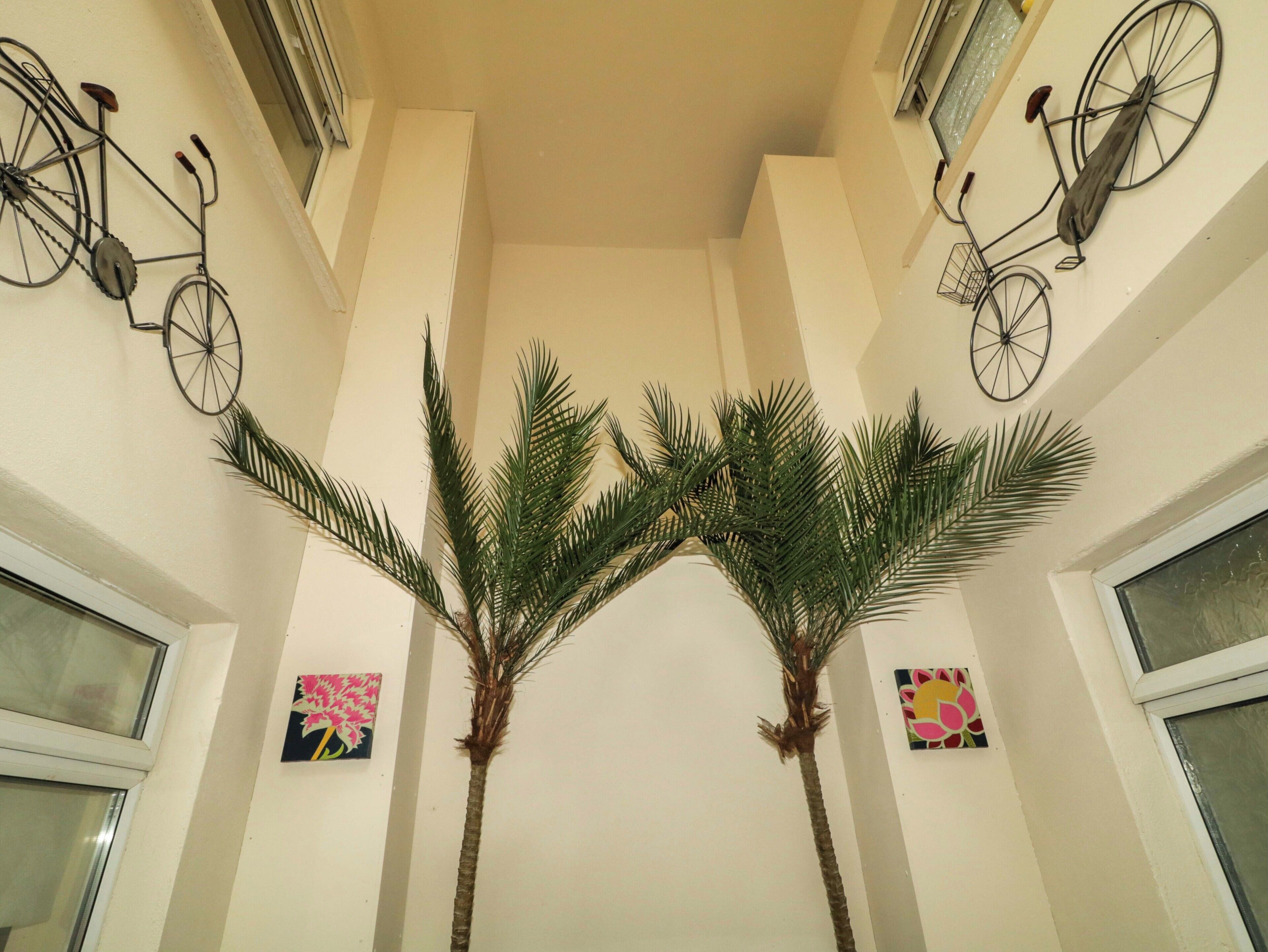 A room with two palm trees, two bicycles mounted on the wall, and two windows.