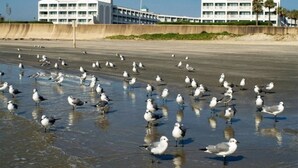 A beach with seagulls and a hotel in the background. - Front Row Beachfront Bliss Awaits! Panoramic View! (Galveston)