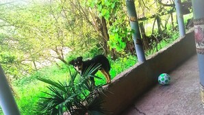 A covered outdoor area with a potted plant, a soccer ball, and a dog.