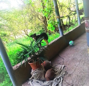 Un espacio al aire libre cubierto con una planta en maceta, una pelota de fútbol y un perro.