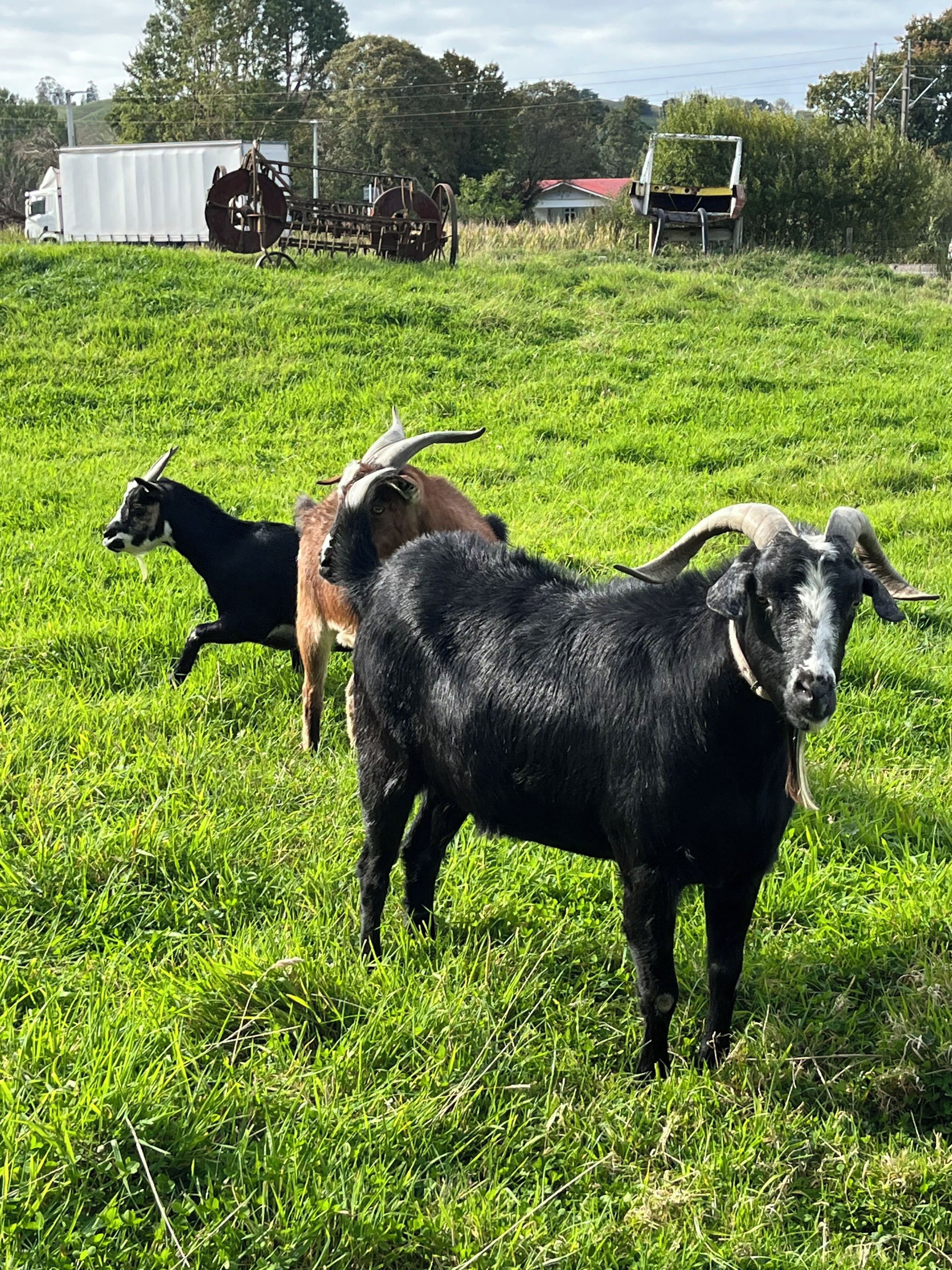 Un campo cubierto de hierba con una cabra negra en primer plano y dos cabras de cuernos en el fondo.